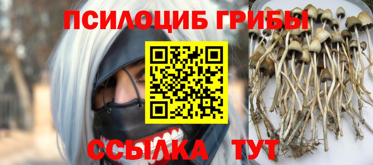 Галлюциногенные грибы Psilocybe  закладка  Урус-Мартан  Вход с VPN 